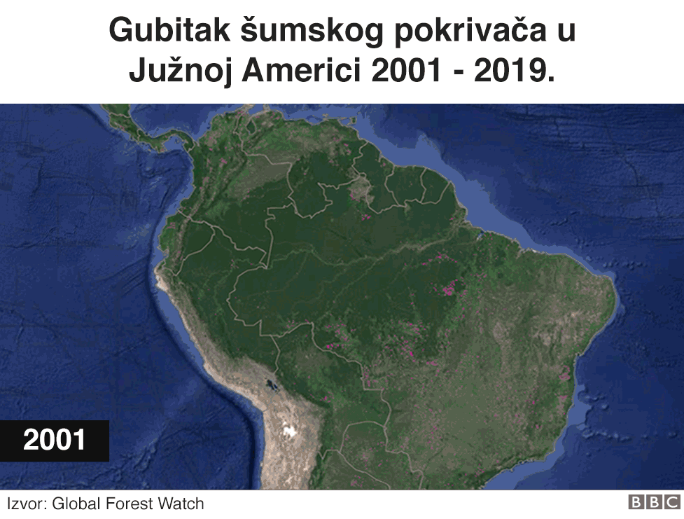 Animacija prikazuje gubitak šumskog pokrivača u Južnoj Americi između 2001. i 2018. godine. Samo u 2018. nestalo je četiri miliona hektara šumskog pokrivača.