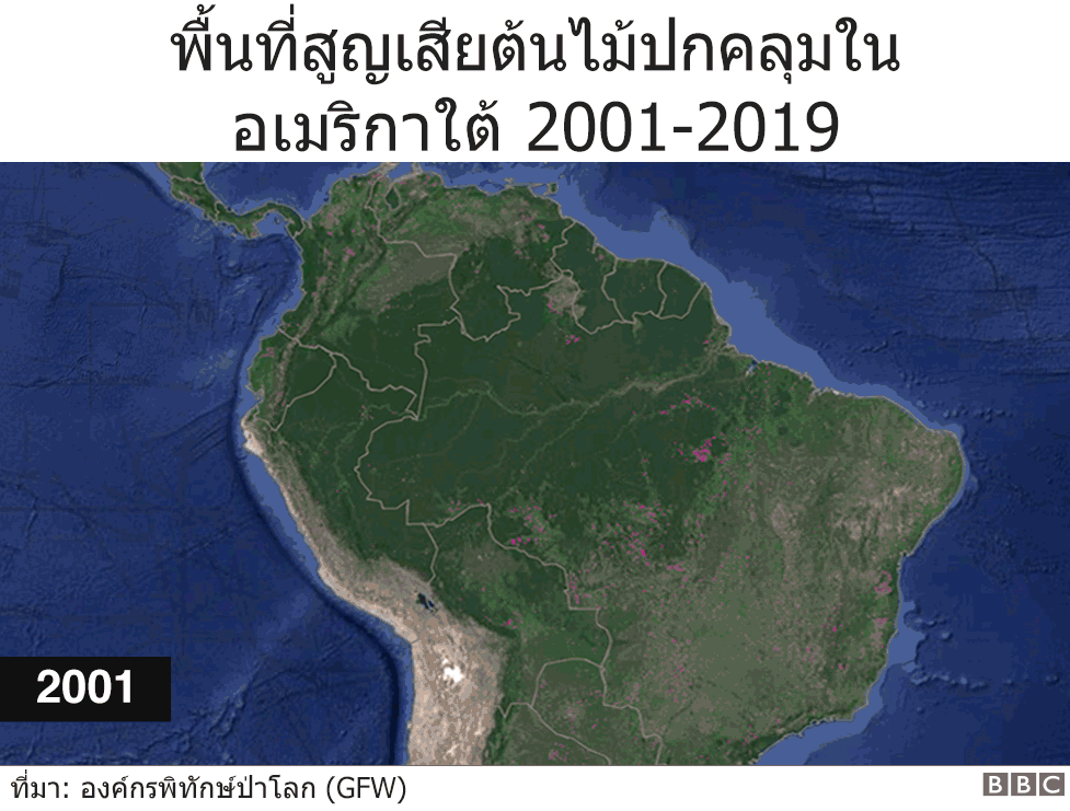 ภาพเคลื่อนไหวแสดงให้เห็นพื้นที่สูญเสียต้นไม้ปกคลุมในอเมริกาใต้ ระหว่างปี 2001-2018 โดยในปี 2018 เพียงปีเดียว ได้เกิดพื้นที่สูญเสียต้นไม้ปกคลุมในผืนป่าแอมะซอนไปแล้วถึง 40,000 ตร.กม.