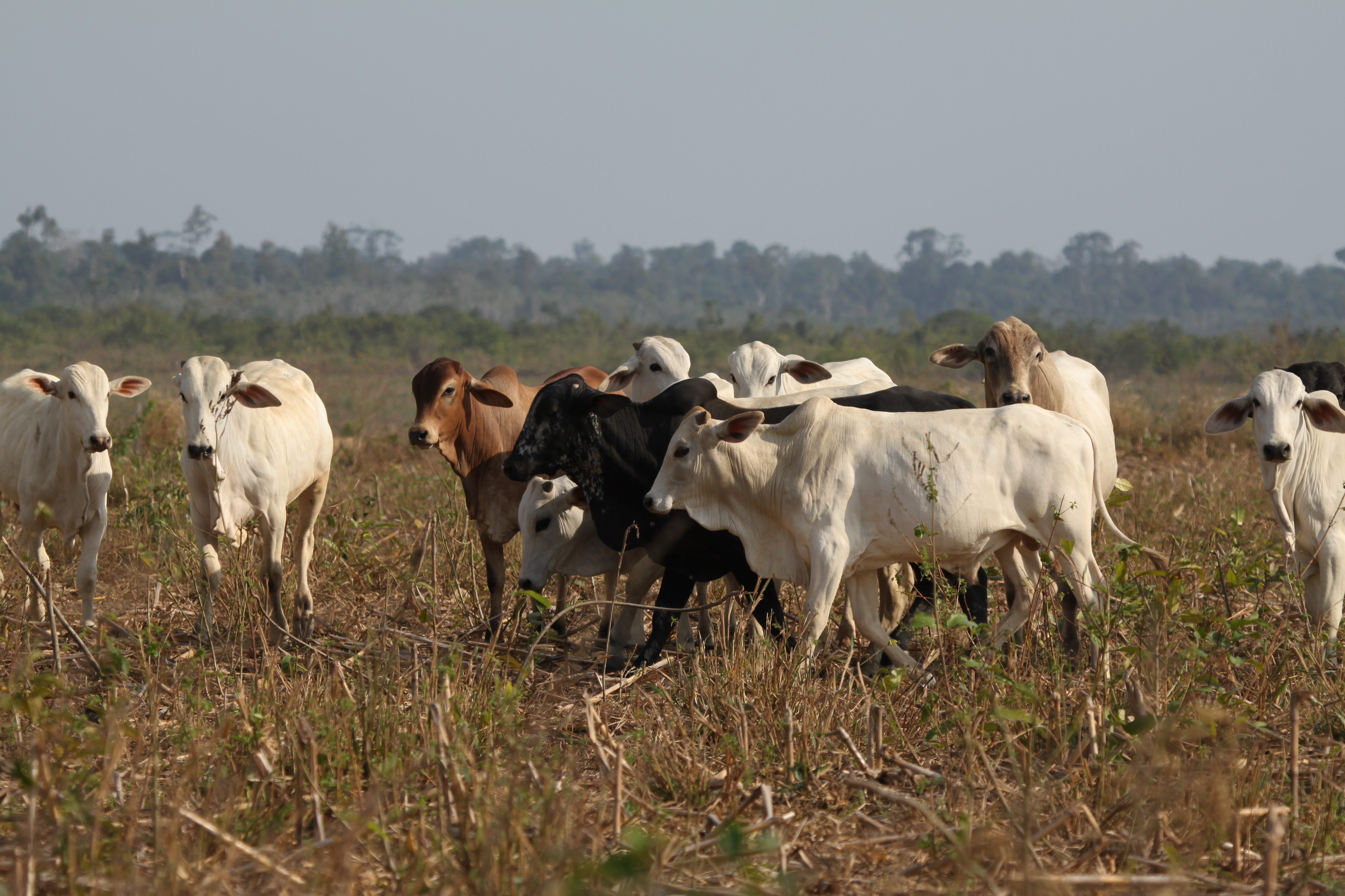 Cattle in the Brazilian Amazon region