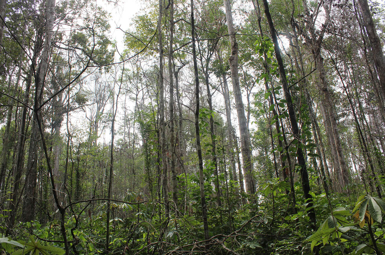 Degraded forest in Brazil