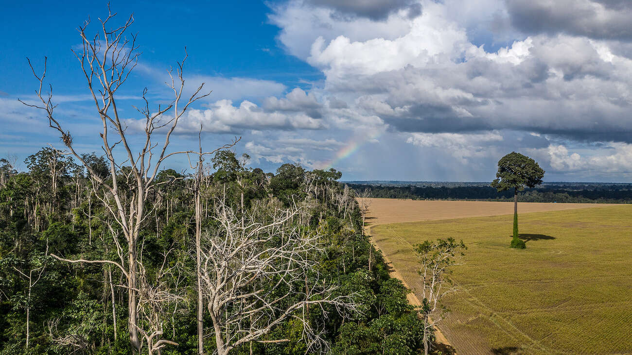 Burned forest in Brazil in 2015 next to a soya plantation