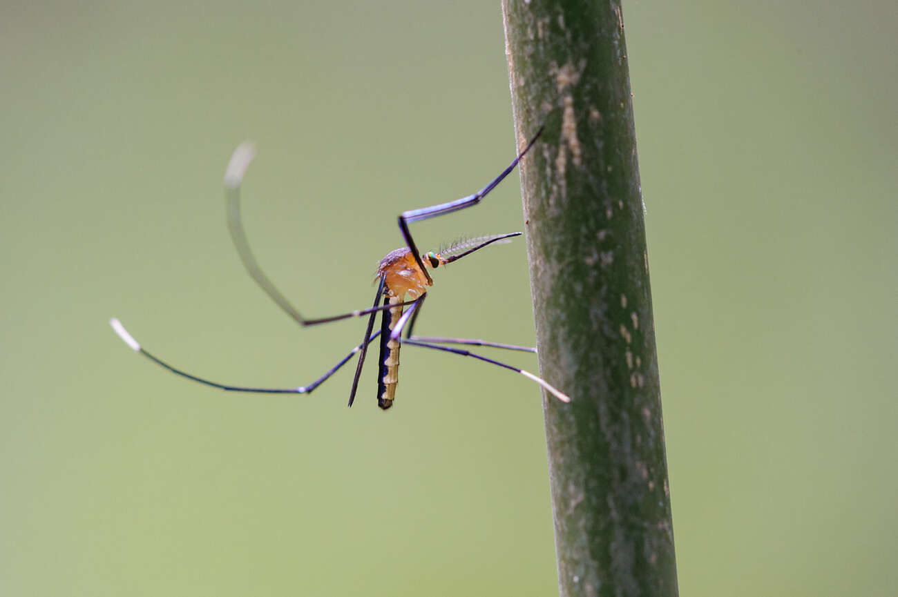 The loss of Amazon rainforest could mean virus-transmitting mosquitoes come into closer contact with humans