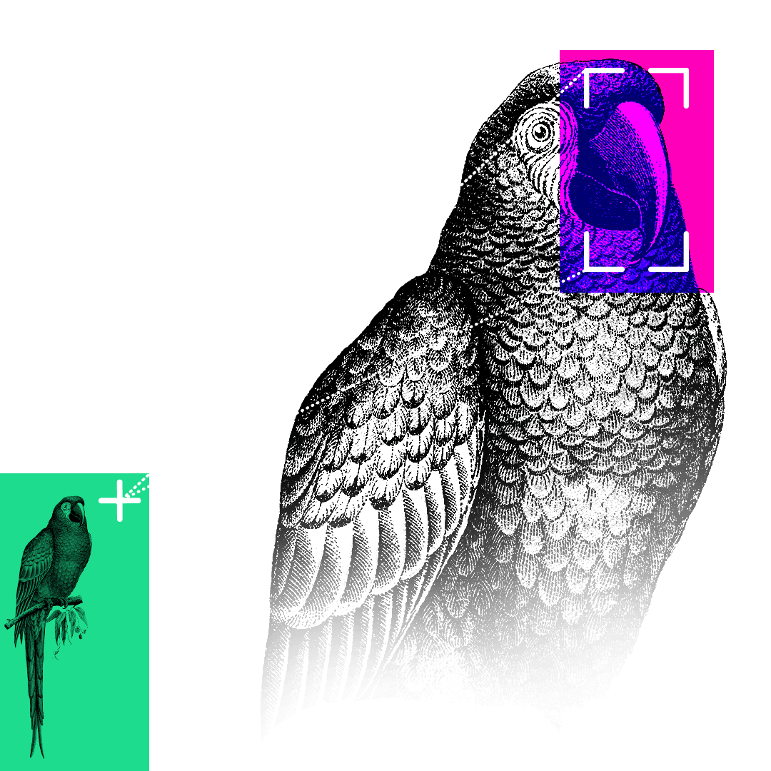 Ilustração de um papagaio com seu bico destacado