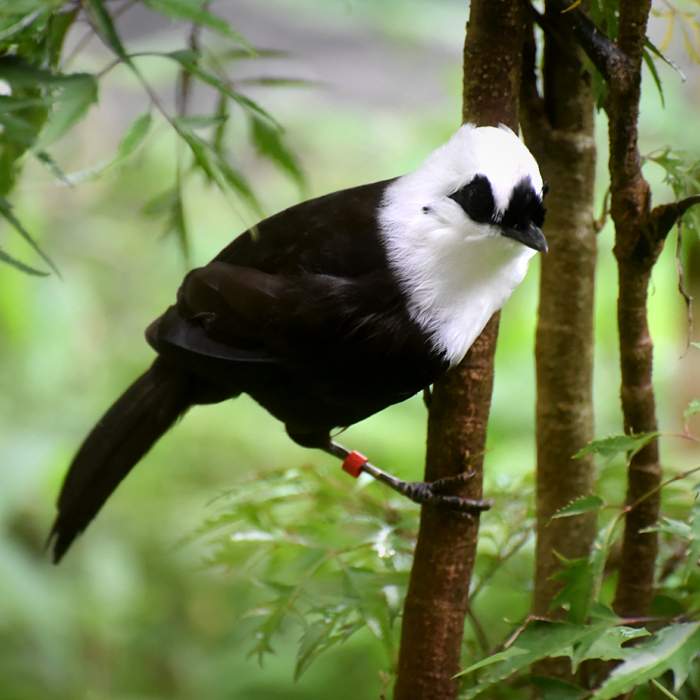 Rufous-fronted laughingthrush (top)&amp;nbsp;and Sumatran laughingthrush