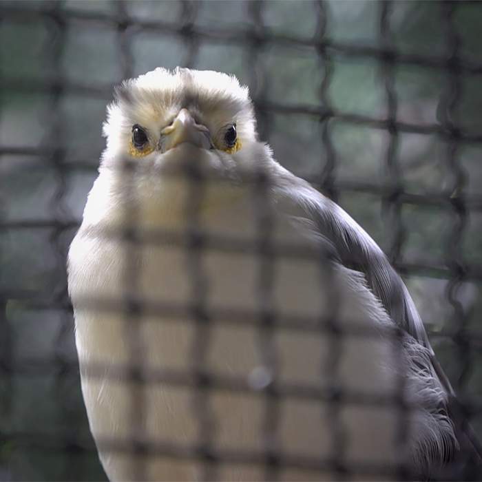 Black-winged myna