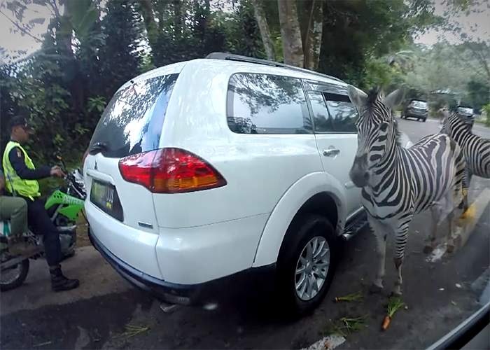 Zebra-spotting in Taman Safari Park