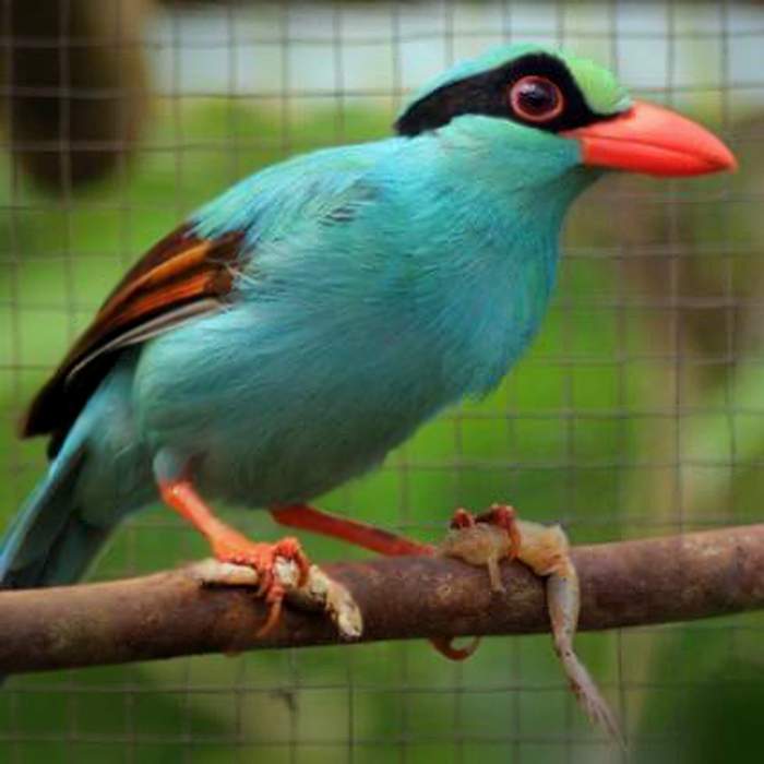 Javan green magpie &quot;Jimat&quot;&amp;nbsp;without green pigment