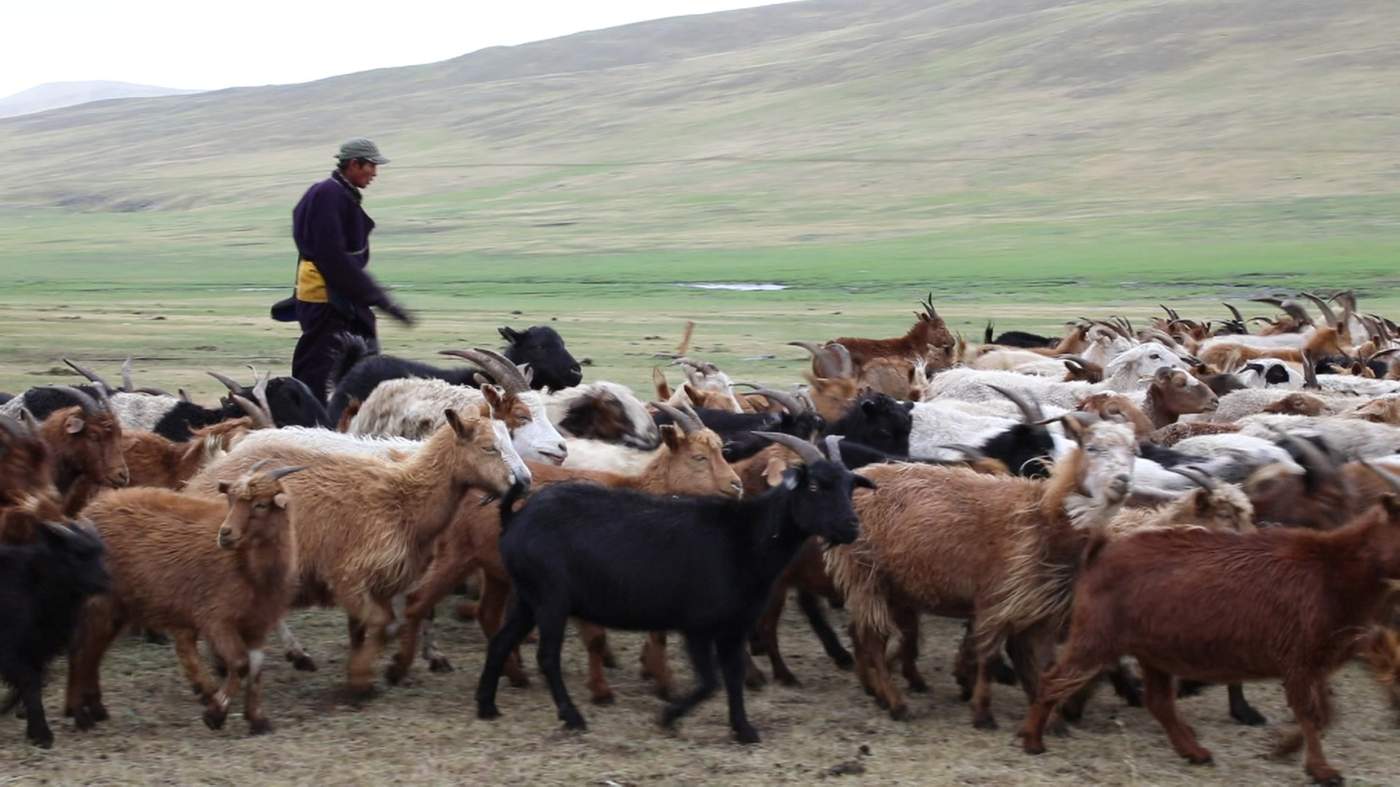 Modern Women In The Land Of Genghis Khan Bbc News