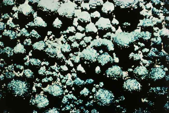 Manganese nodules on the bed of the Pacific Ocean