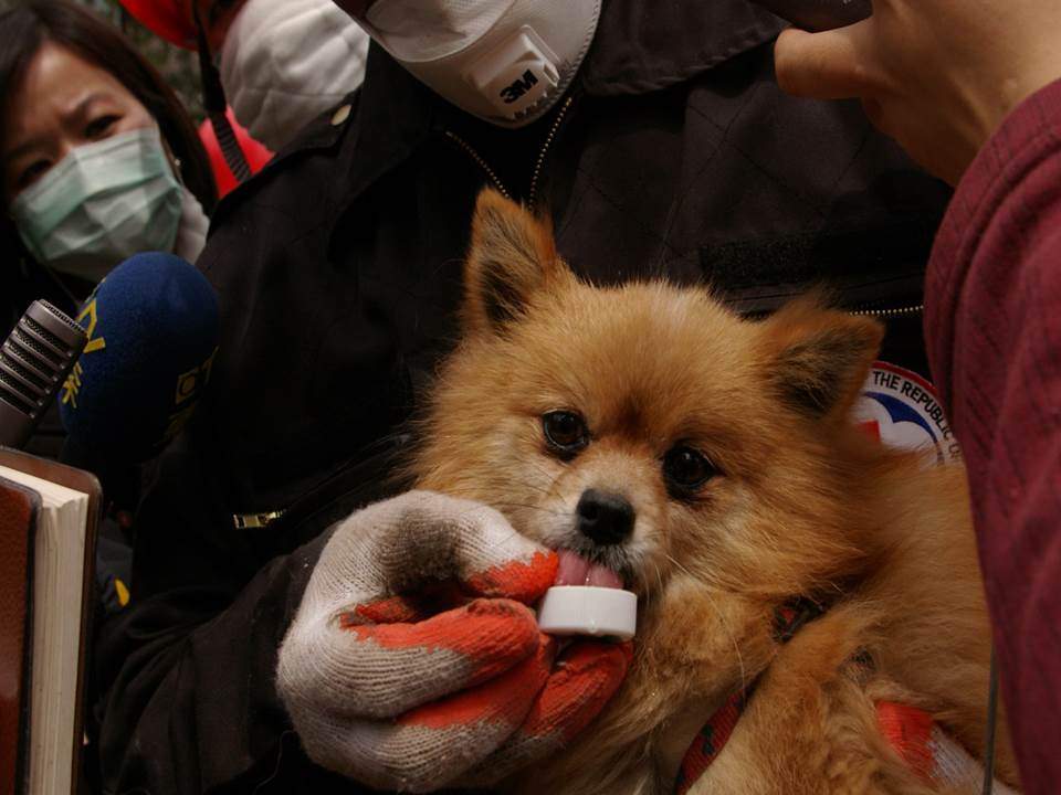 台灣搜救隊在瓦礫中救出的小狗