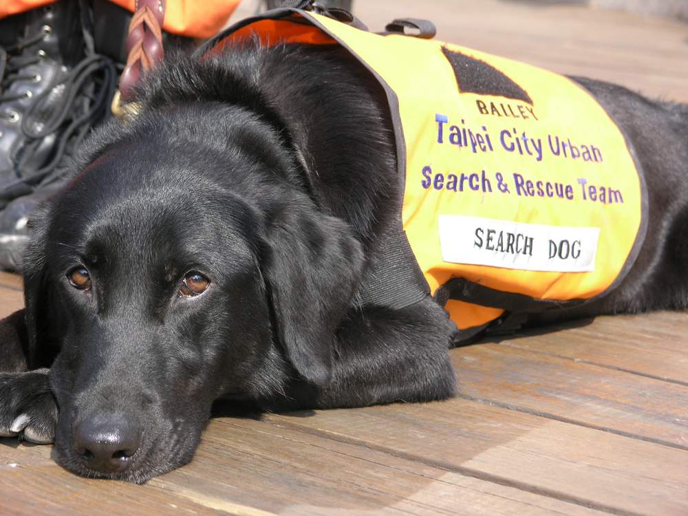 因為沒有救出生命，救援犬Bailey情緒低落。