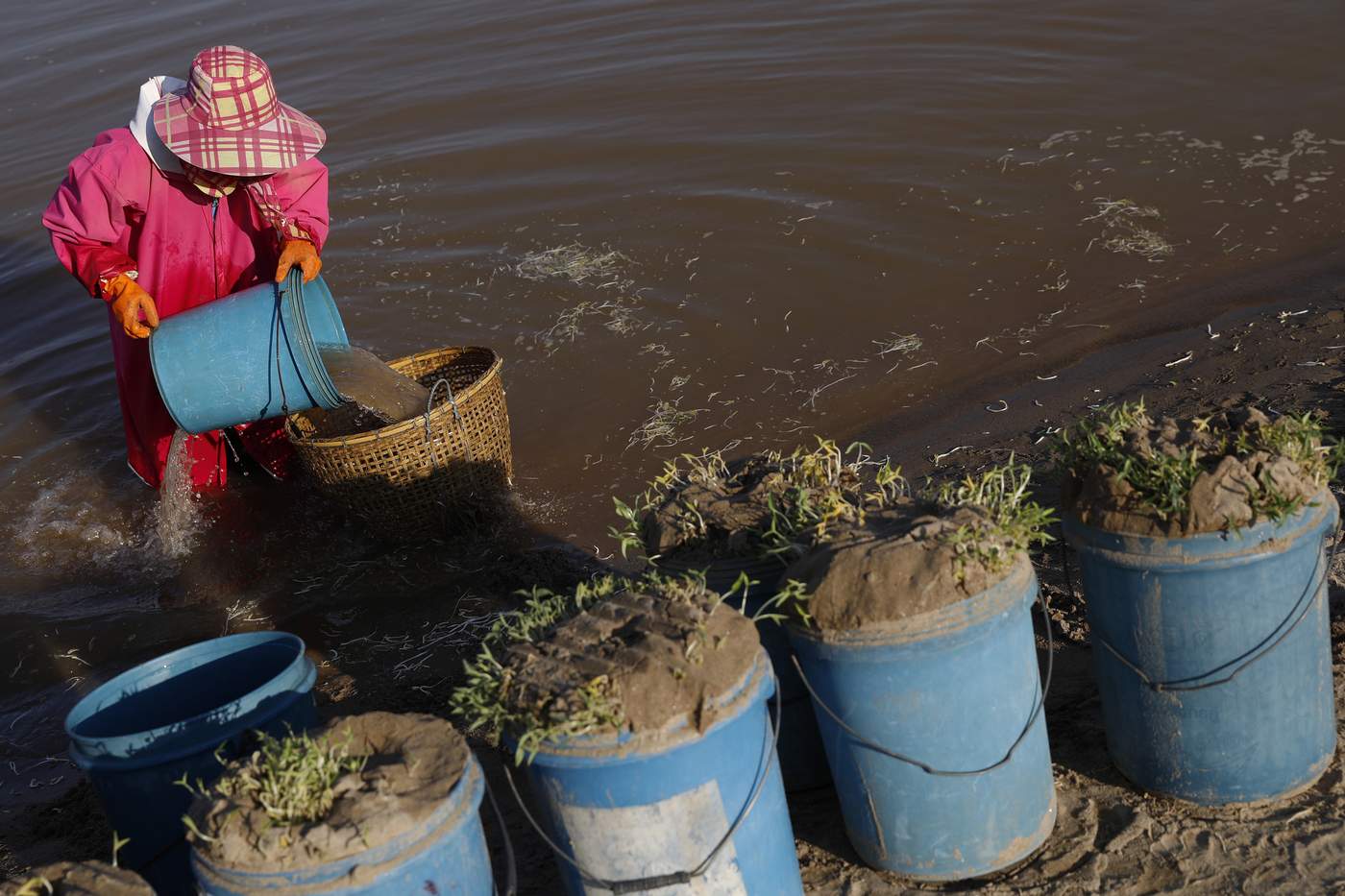 การปลูกถั่วงอกริมแม่น้ำโขงที่บริเวณท่าผาถ่าน อ.เชียงของ จ.เชียงราย ด้วยความเปลี่ยนแปลงของการขึ้นลงแม่น้ำโขง ทำให้ปัจจุบันหลงเหลือคนทำถั่วงอกริมโขงอยู่ไม่กี่ราย