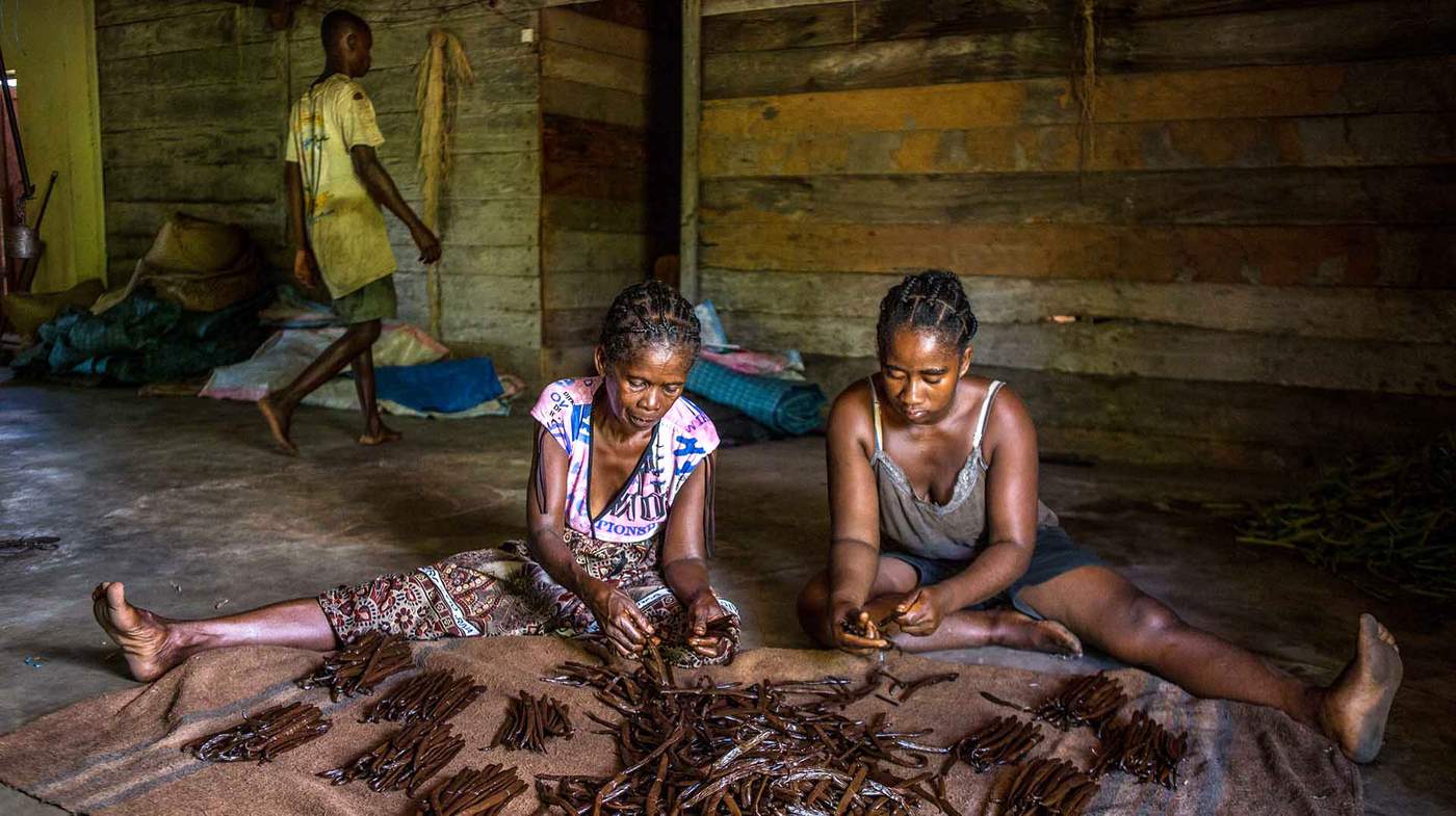 Lutter contre les voleurs de vanille à Madagascar - BBC News Afrique