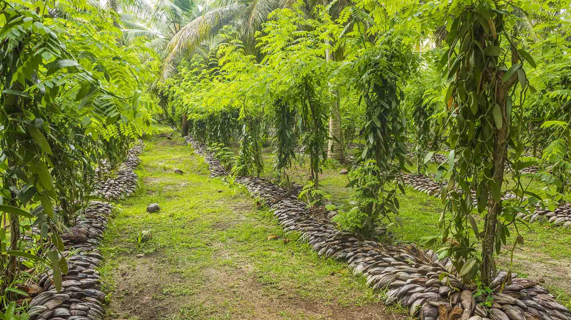 Lutter contre les voleurs de vanille à Madagascar BBC News Afrique