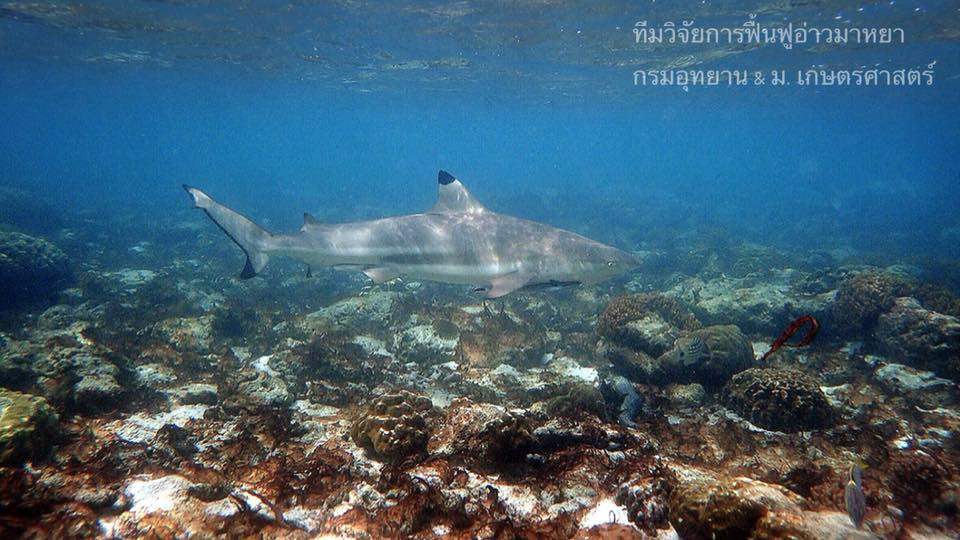 Blacktip reef sharks can now be spotted at Maya Bay