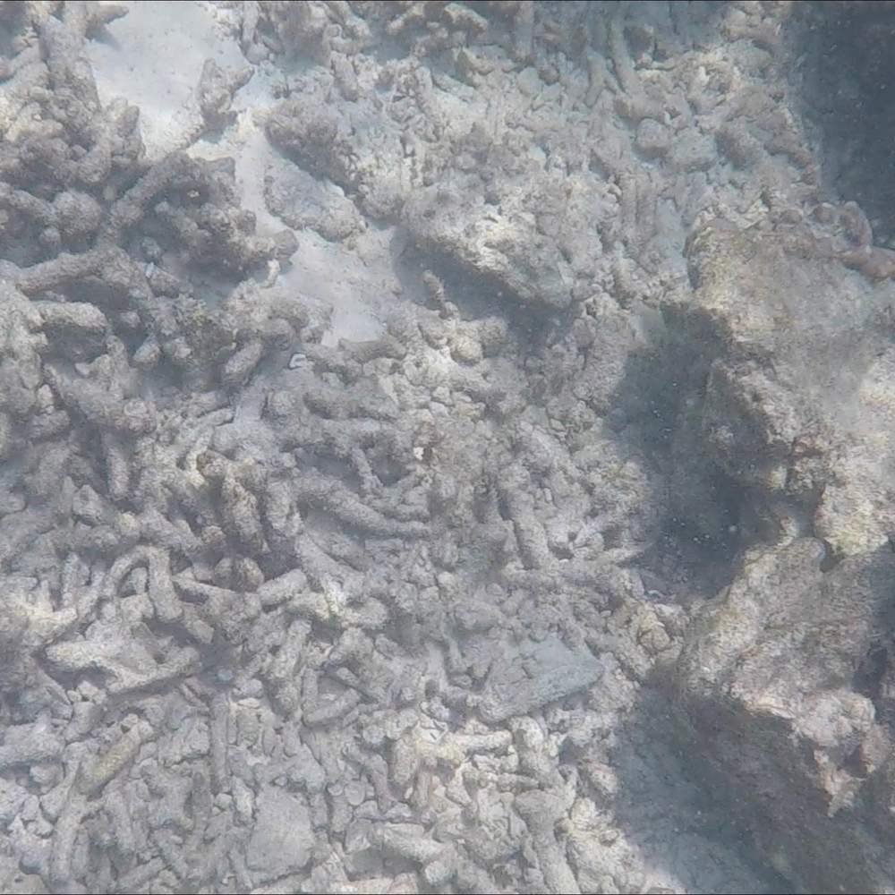 ปะการังส่วนใหญ่บริเวณอ่าวมาหยาตายตั้งแต่ปี 2560