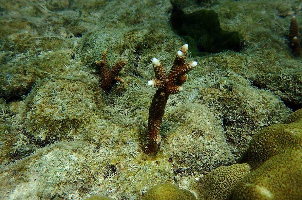 The coral has begun recovering