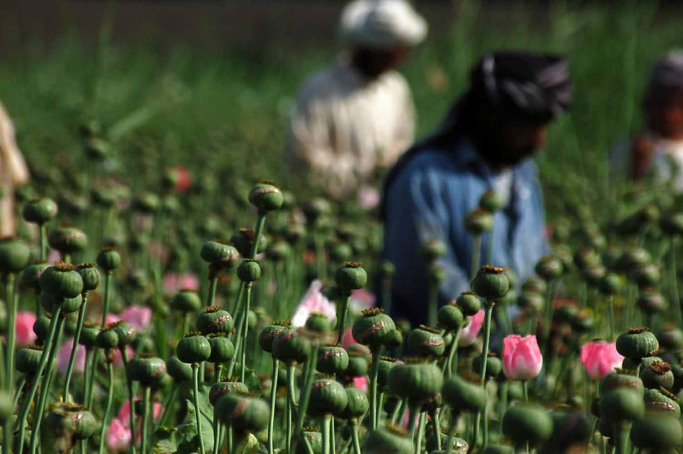 Кукнор. Кукнор. Мак опий. Кукнор. Афганистан мак опий.