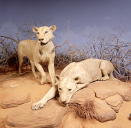 Deux lions mangeurs d'hommes empaillés originaire de Tsavo, ici, dans la région de Chicago, Illinois.  