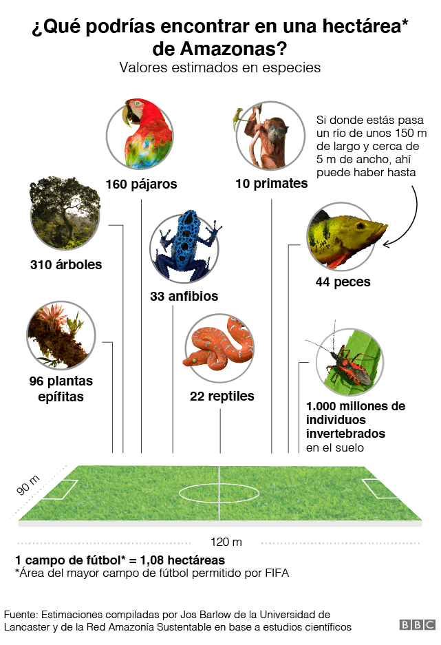 Gráfico de espécies que sería posible encontrar en 1 hectárea de Amazonas