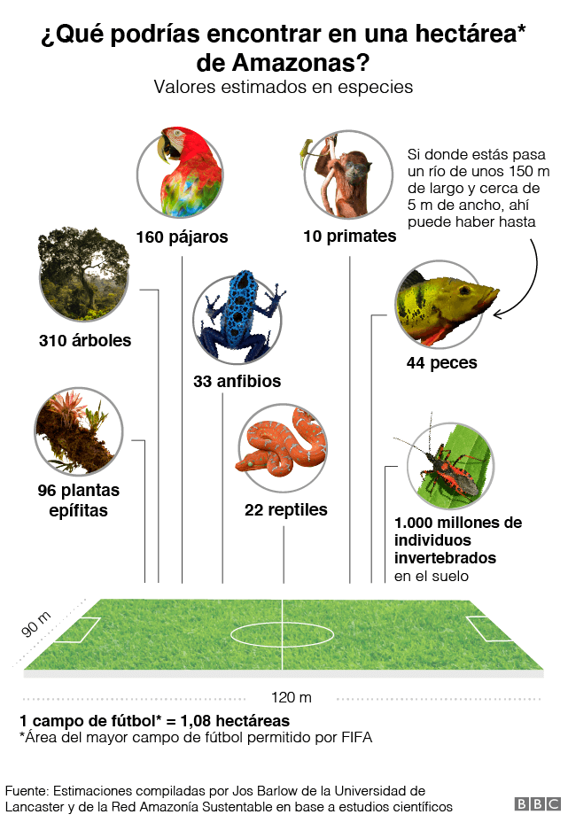 La Gran Mentira Verde Como La Perdida Del Amazonas Va Mucho Mas Alla De La Deforestacion c News Mundo