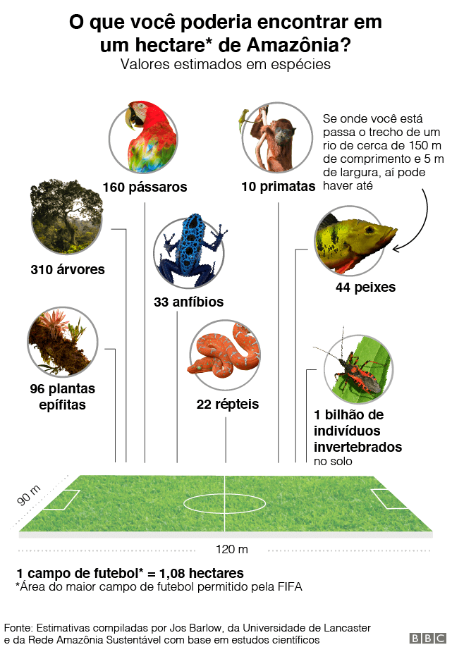 Gráfico de espécies que seria possível encontrar em 1 hectare de Amazônia