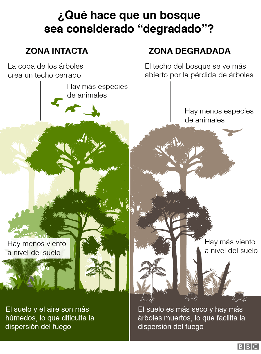 Gráfico sobre qué hace que un bosque sea considerado degradado