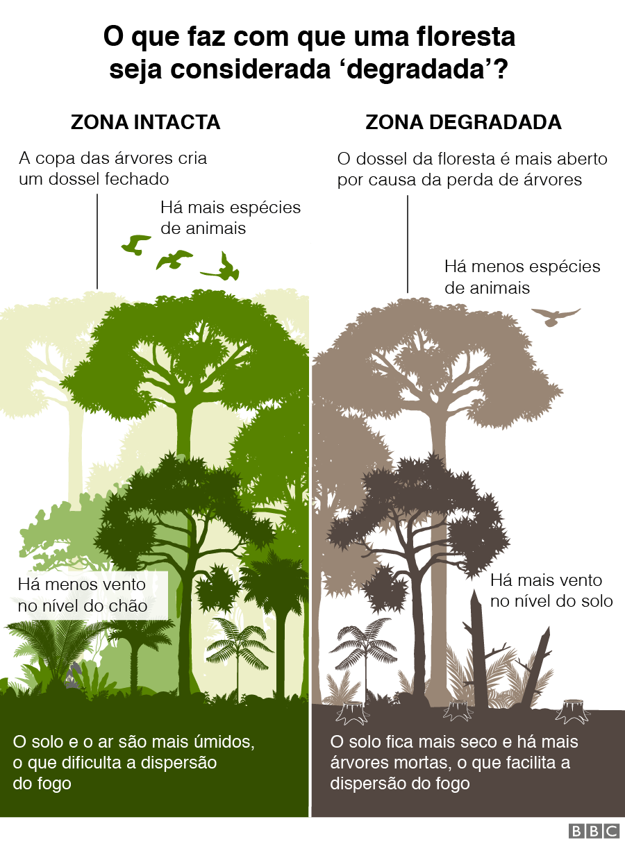 Gráfico sobre o que faz com que um bosque seja considerado degradado