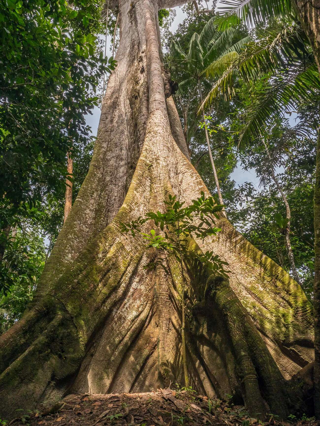 Árvore na Amazônia peruana