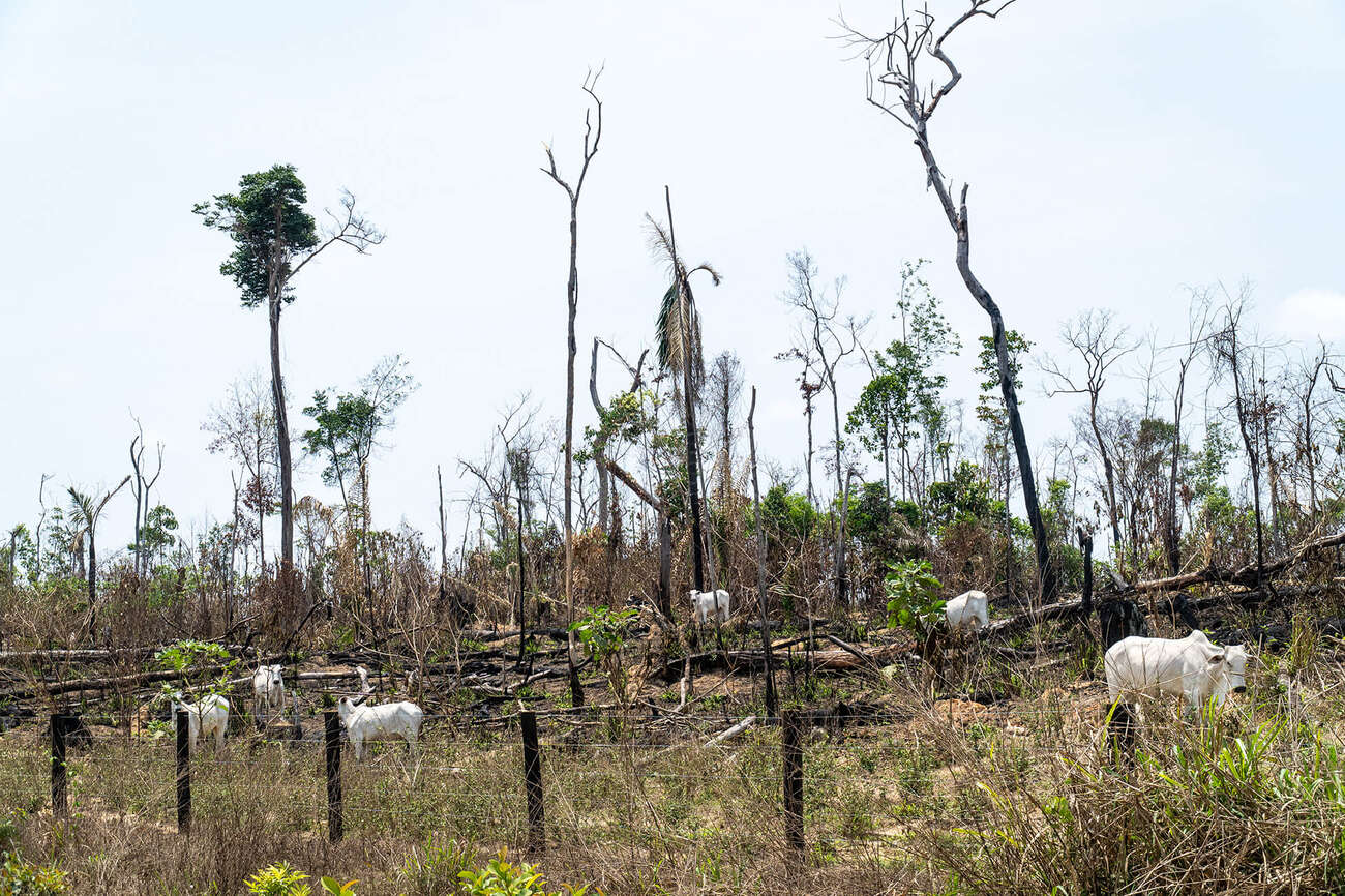 Ganado en el Amazonas brasileño