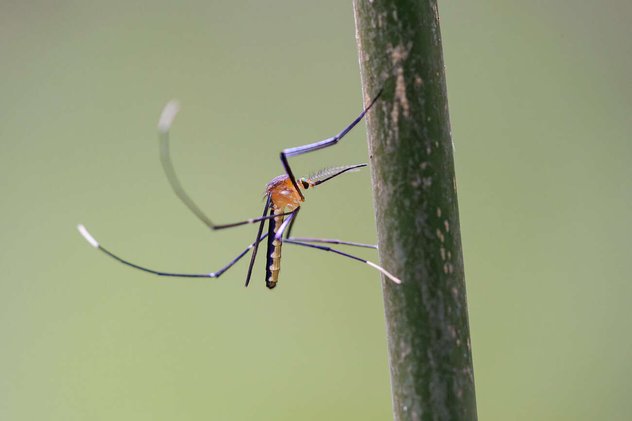 Mosquito en el Amazonas