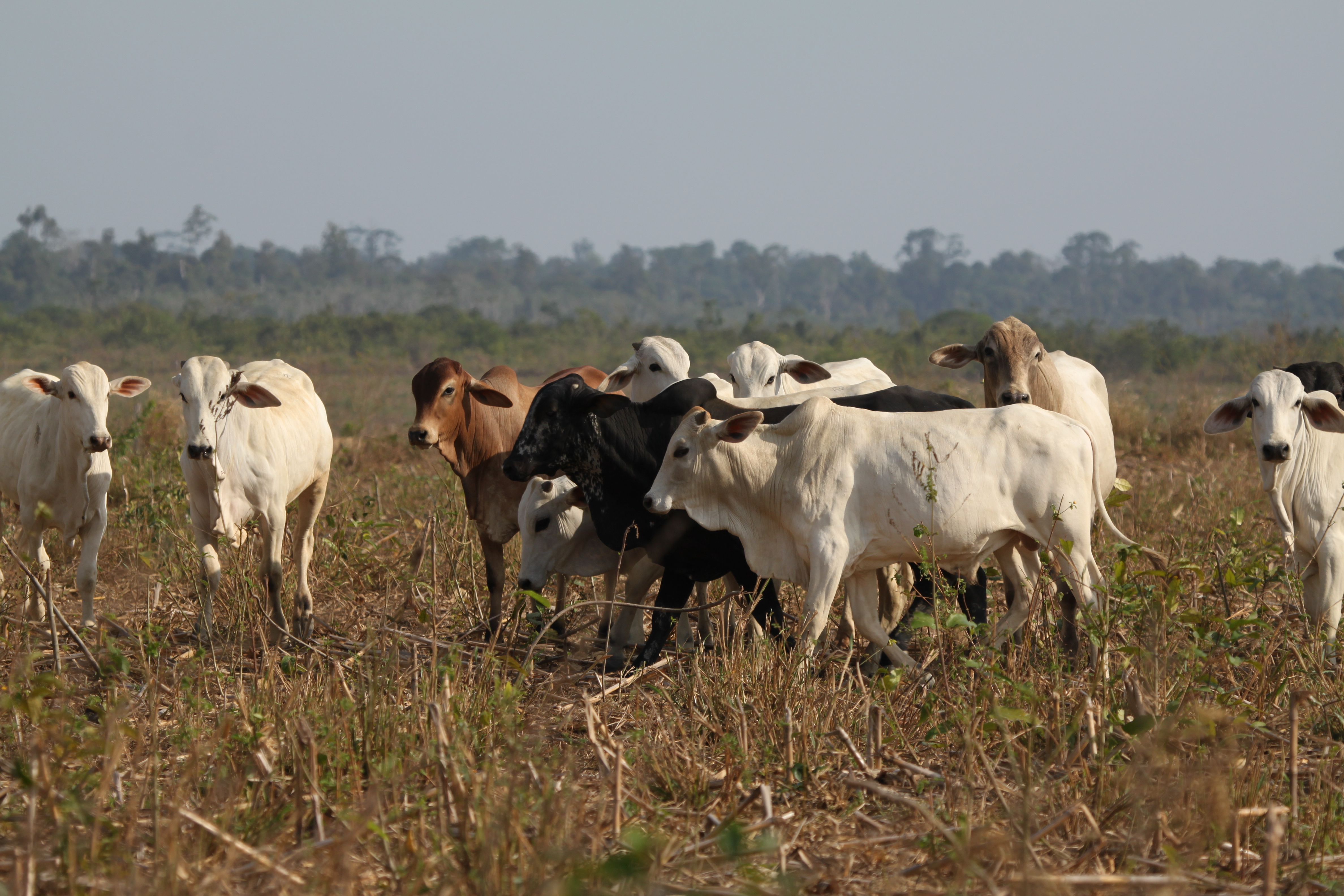Ganado en Paragominas, Brasil