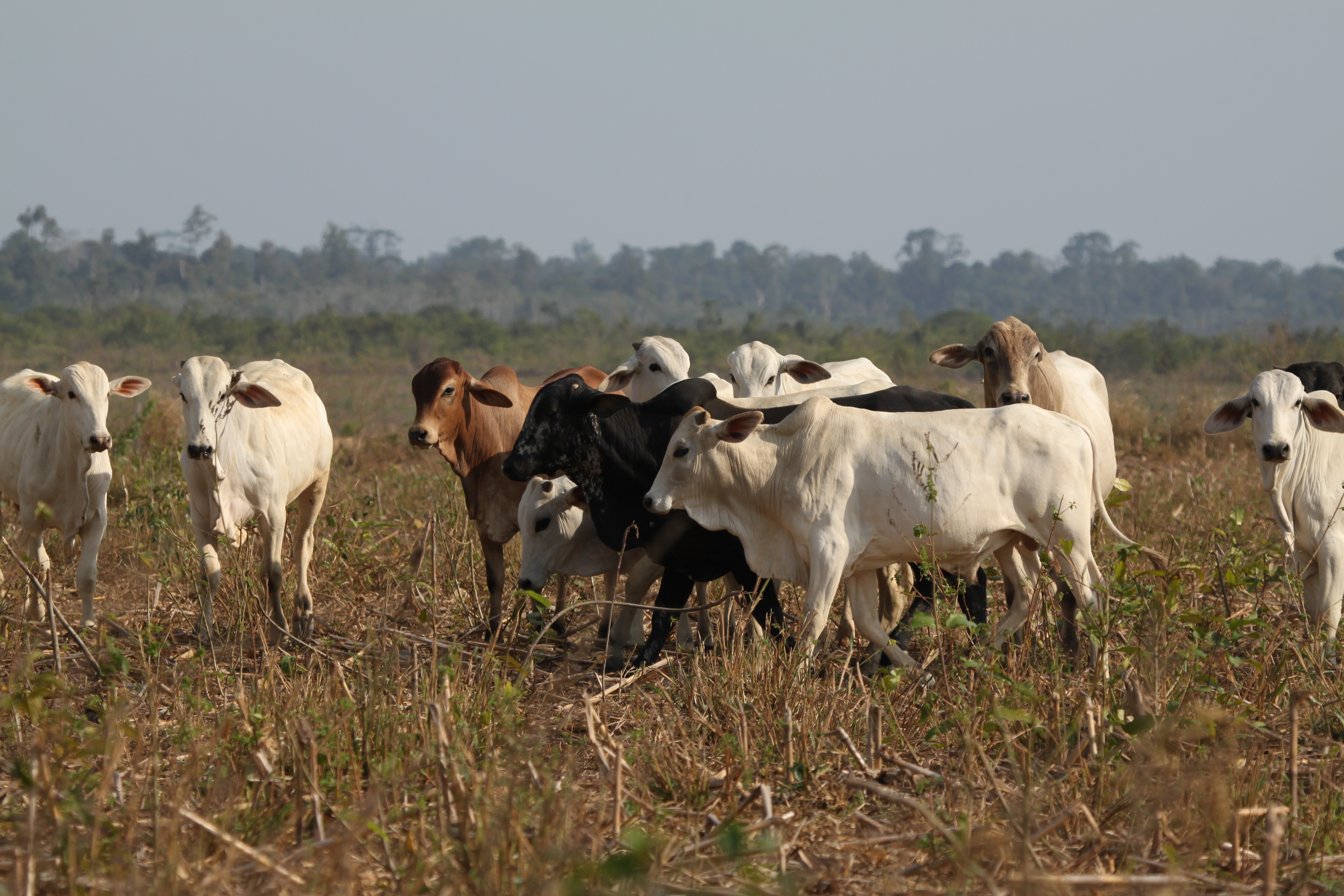 Gado em Paragominas, no Pará