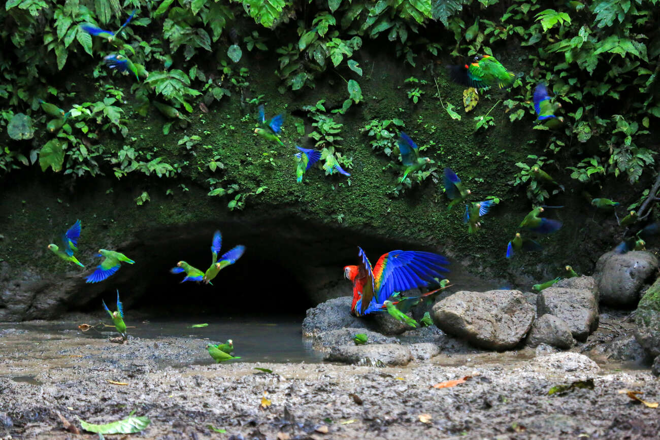 Araras e papagaios na Floresta Amazônica no Equador