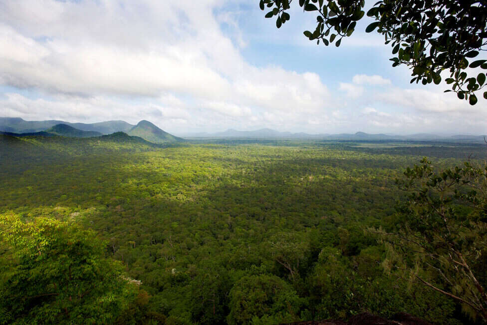 Vista aérea da Floresta Amazônica na Guiana