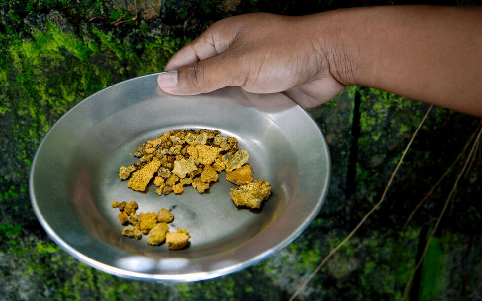 Persona con un plato de piedras de oro en Surinam