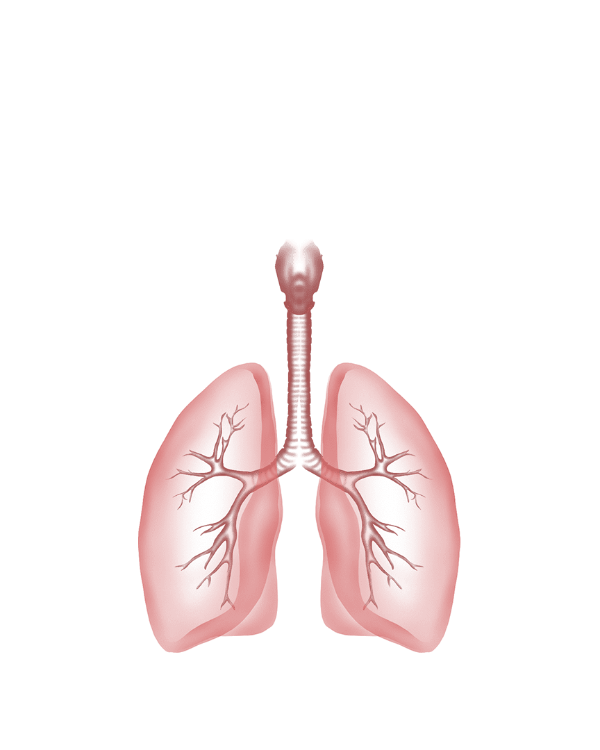 માનવ શરીર