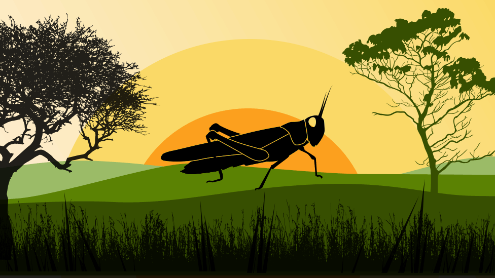 How a single locust becomes a plague - BBC News